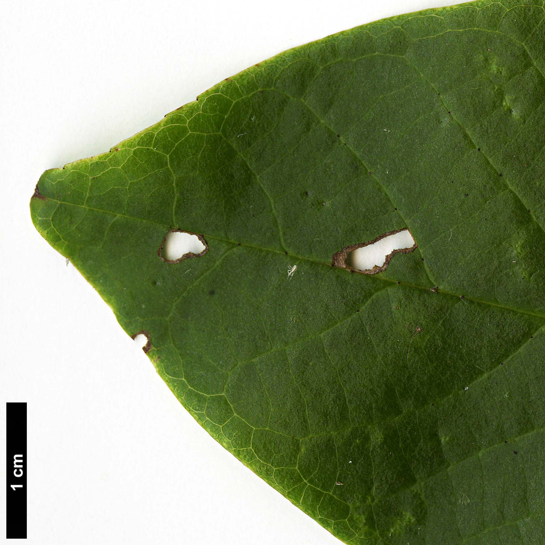High resolution image: Family: Rosaceae - Genus: Sorbus - Taxon: medongensis