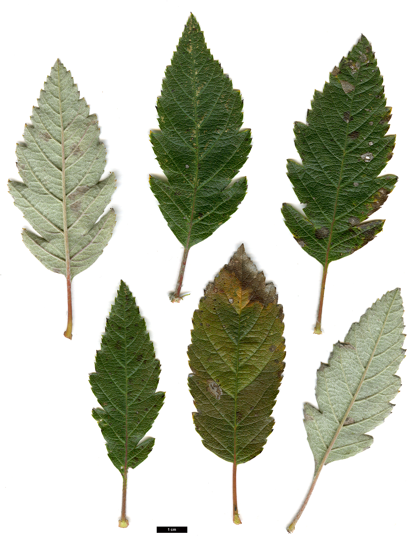 High resolution image: Family: Rosaceae - Genus: Sorbus - Taxon: minima