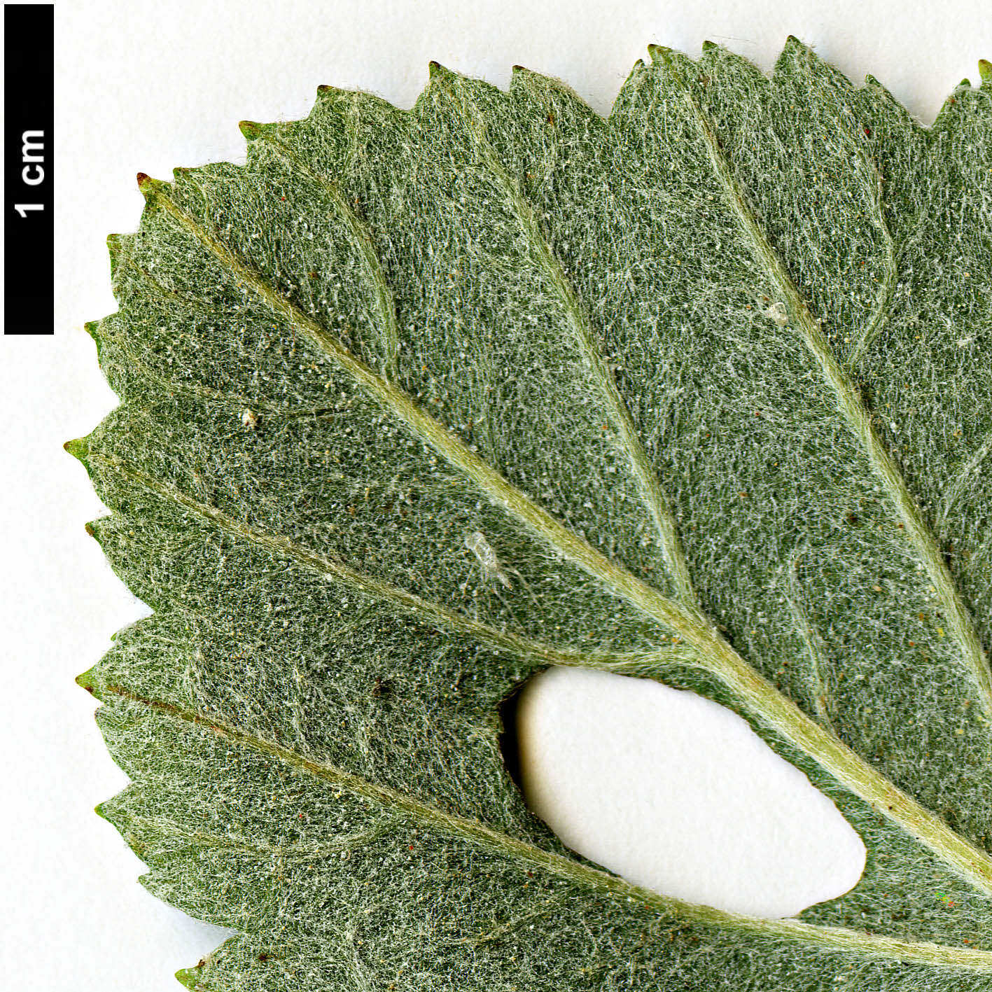 High resolution image: Family: Rosaceae - Genus: Sorbus - Taxon: mougeotii