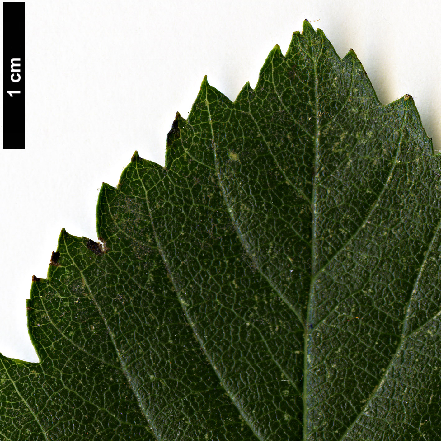 High resolution image: Family: Rosaceae - Genus: Sorbus - Taxon: mougeotii