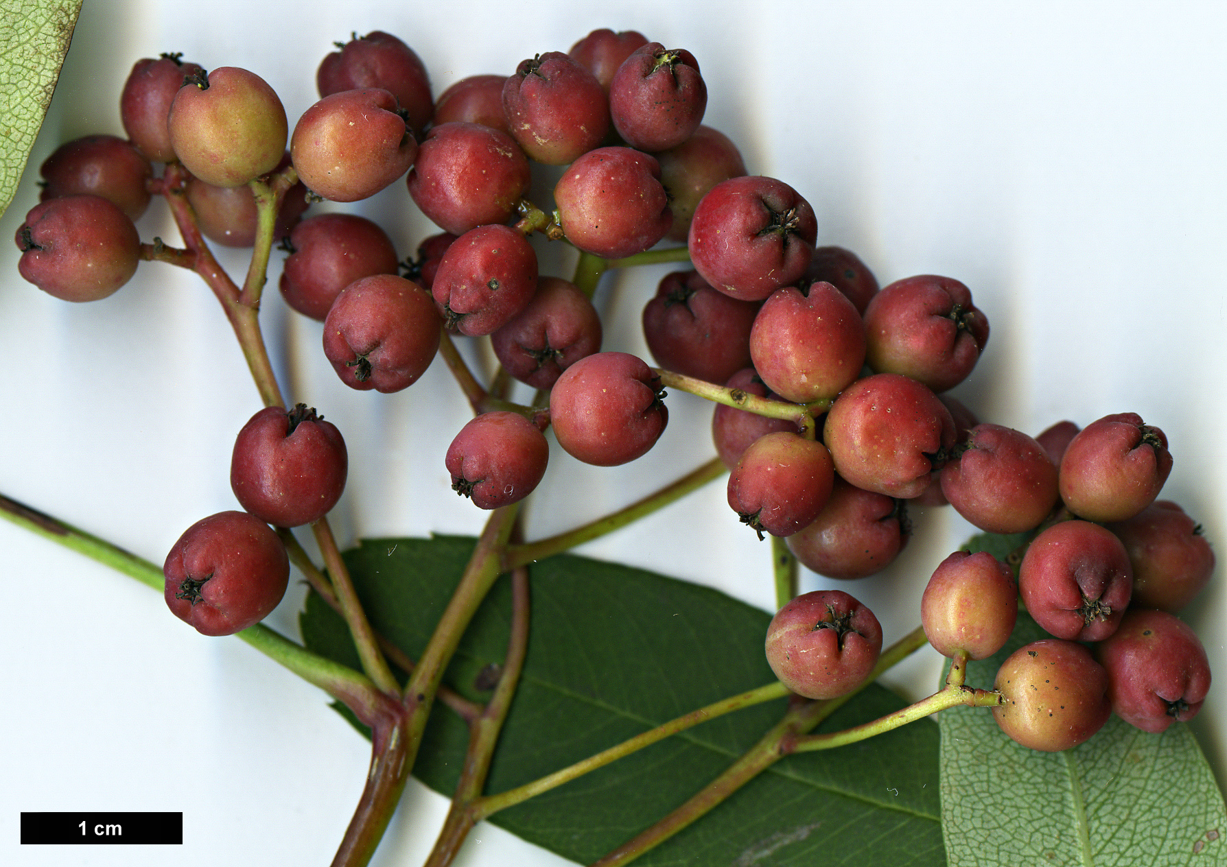 High resolution image: Family: Rosaceae - Genus: Sorbus - Taxon: muliensis