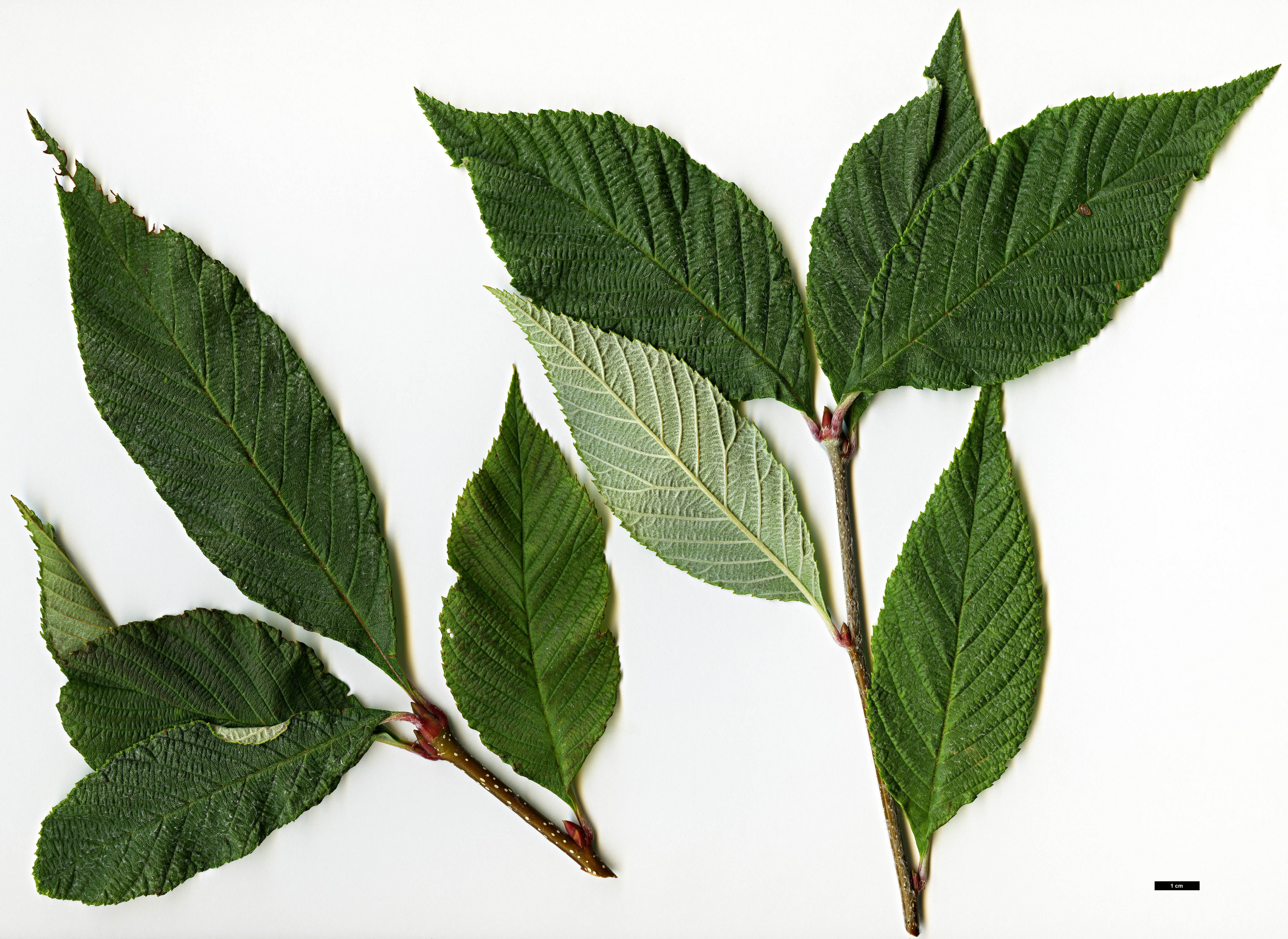 High resolution image: Family: Rosaceae - Genus: Sorbus - Taxon: needhamii