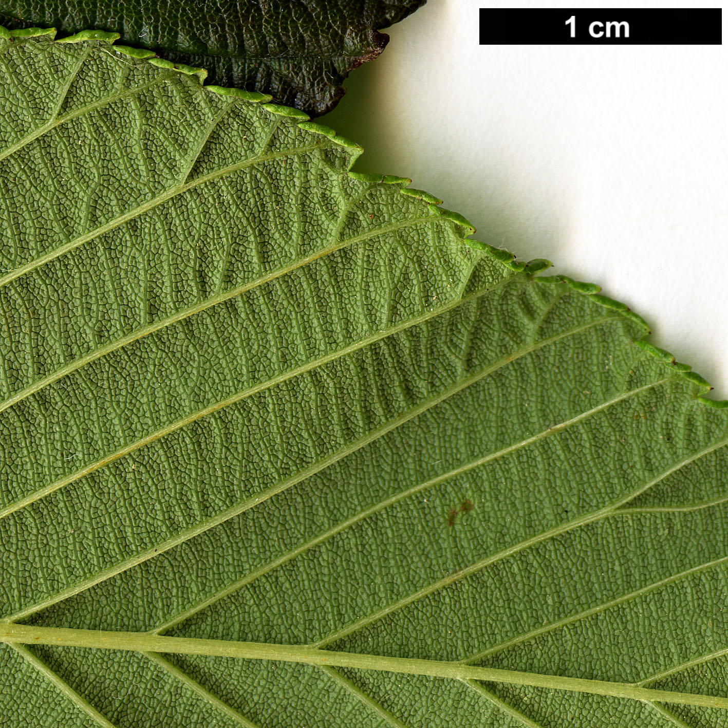 High resolution image: Family: Rosaceae - Genus: Sorbus - Taxon: needhamii