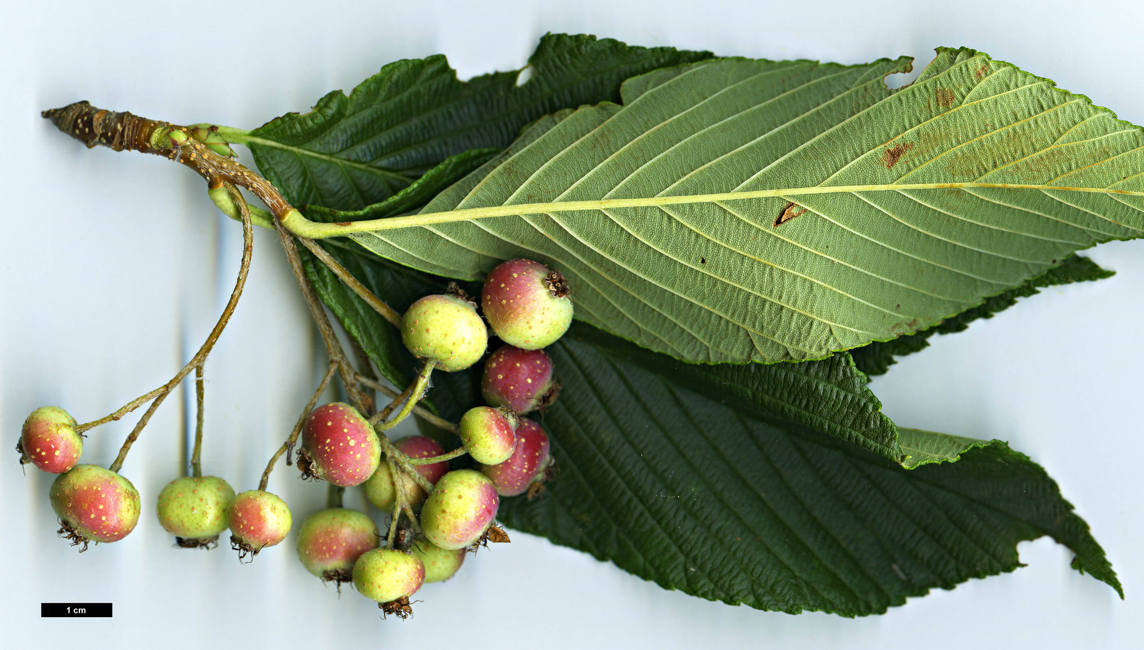 High resolution image: Family: Rosaceae - Genus: Sorbus - Taxon: needhamii