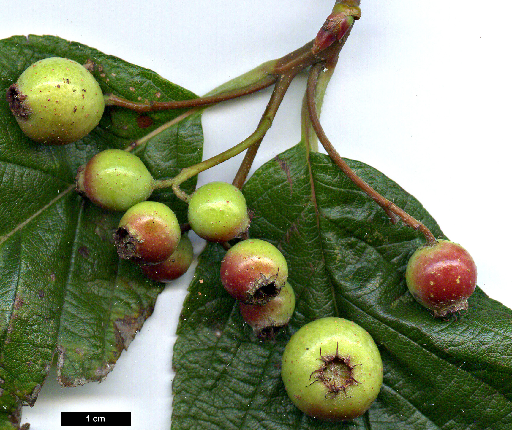 High resolution image: Family: Rosaceae - Genus: Sorbus - Taxon: pallescens