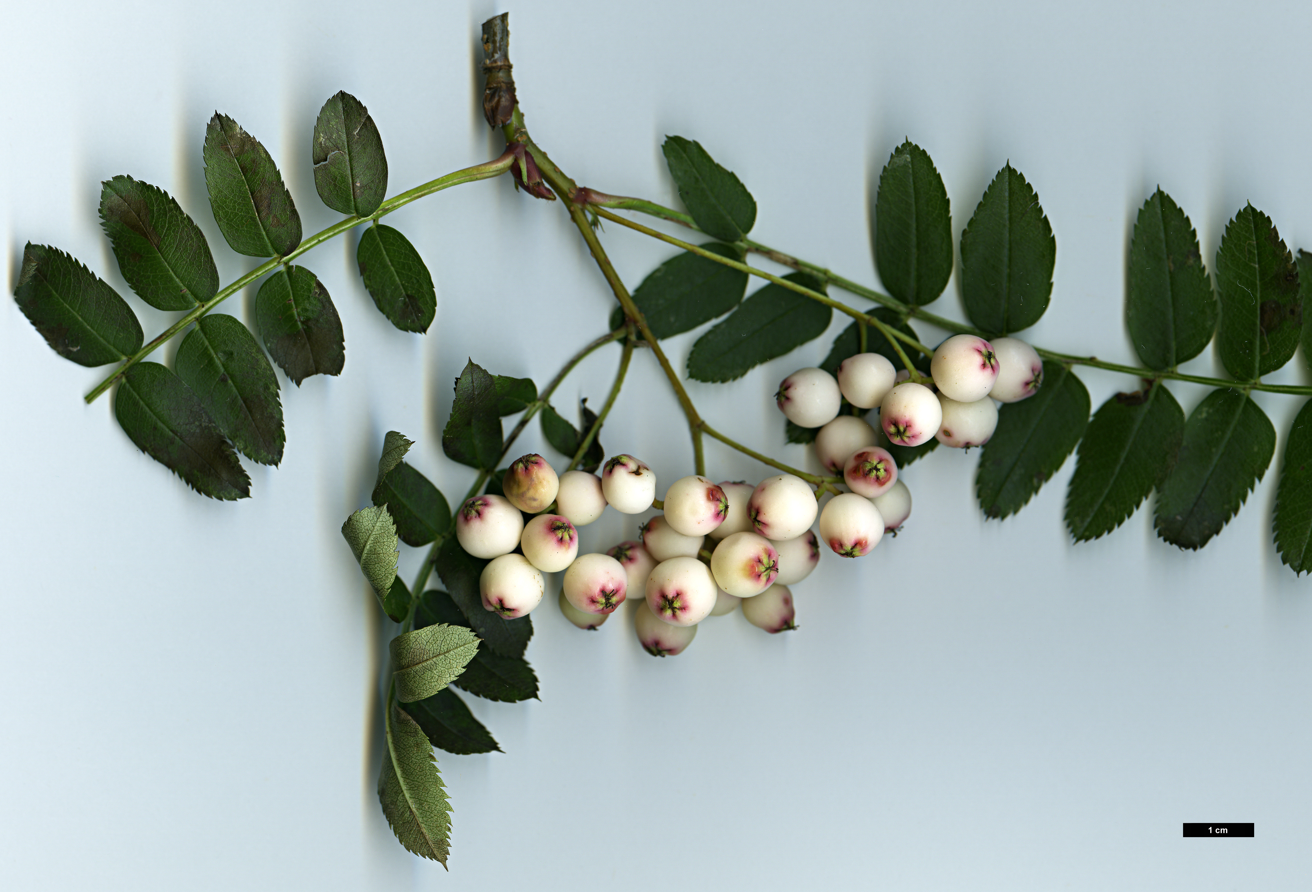 High resolution image: Family: Rosaceae - Genus: Sorbus - Taxon: parva