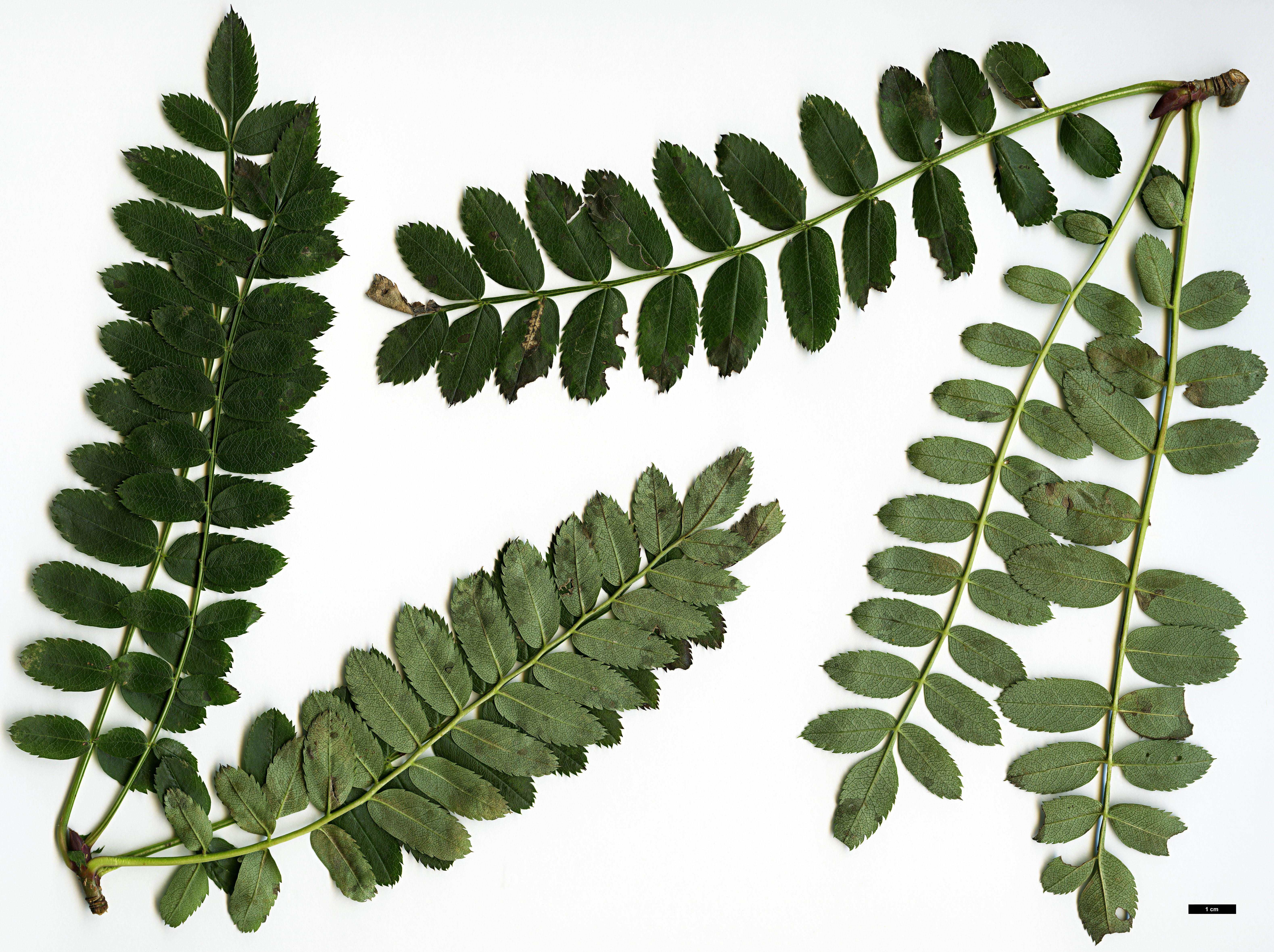 High resolution image: Family: Rosaceae - Genus: Sorbus - Taxon: parva
