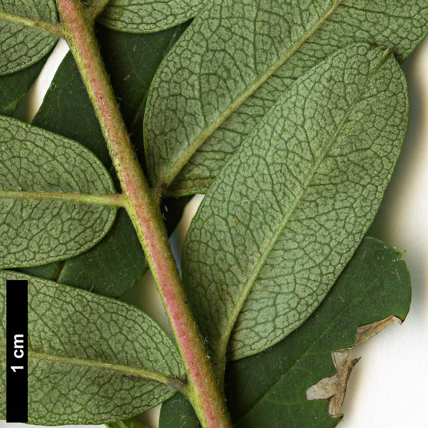 High resolution image: Family: Rosaceae - Genus: Sorbus - Taxon: pseudovilmorinii