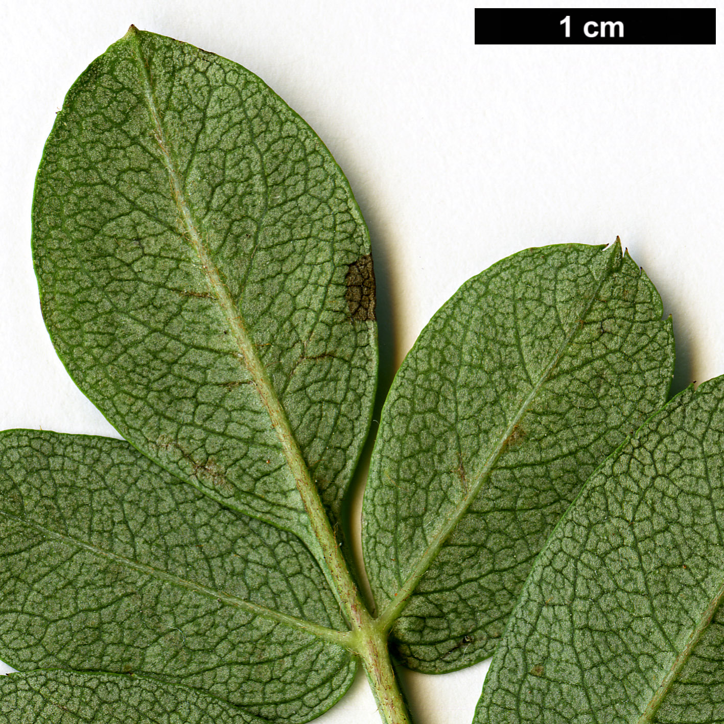 High resolution image: Family: Rosaceae - Genus: Sorbus - Taxon: pseudovilmorinii