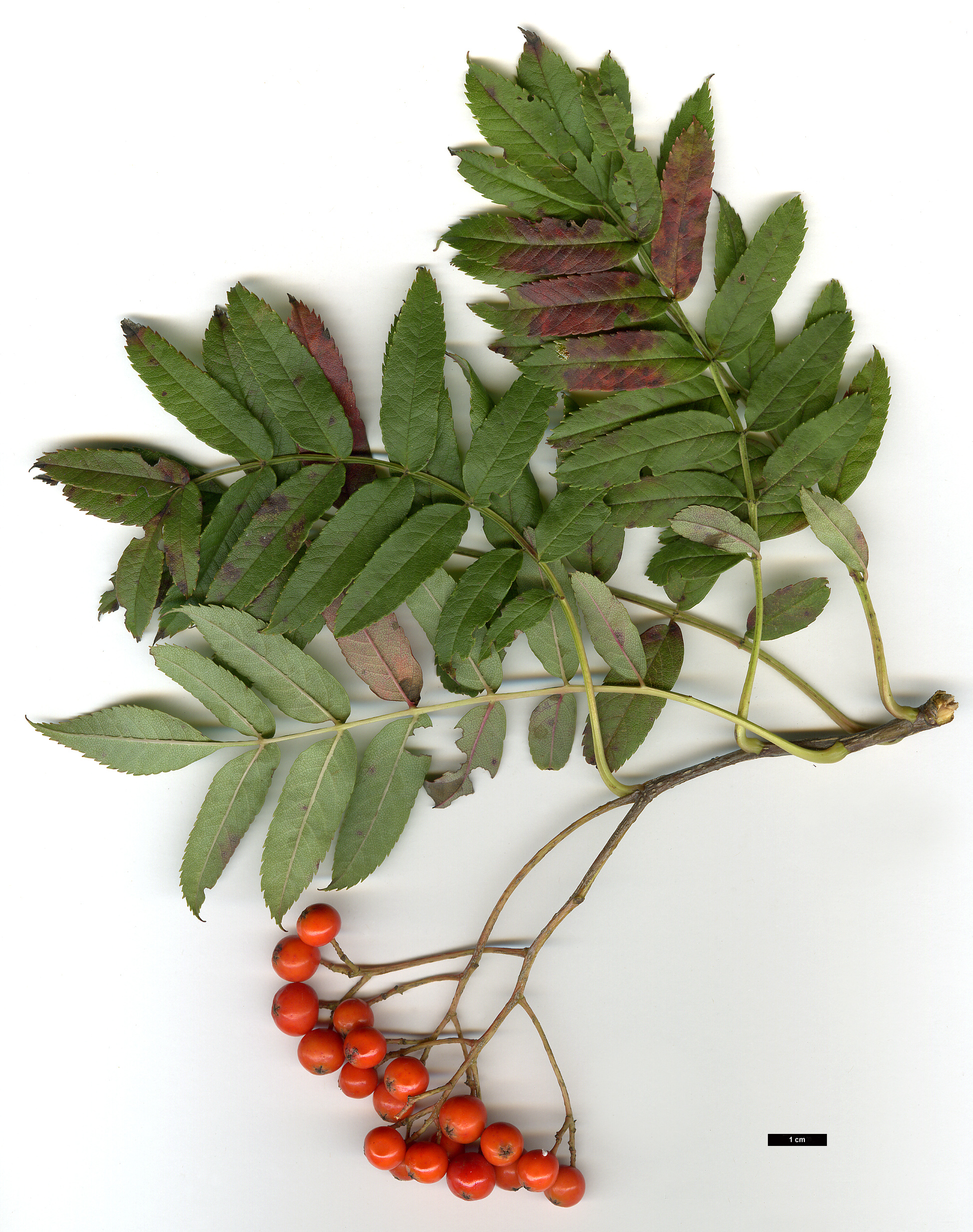 High resolution image: Family: Rosaceae - Genus: Sorbus - Taxon: randaiensis