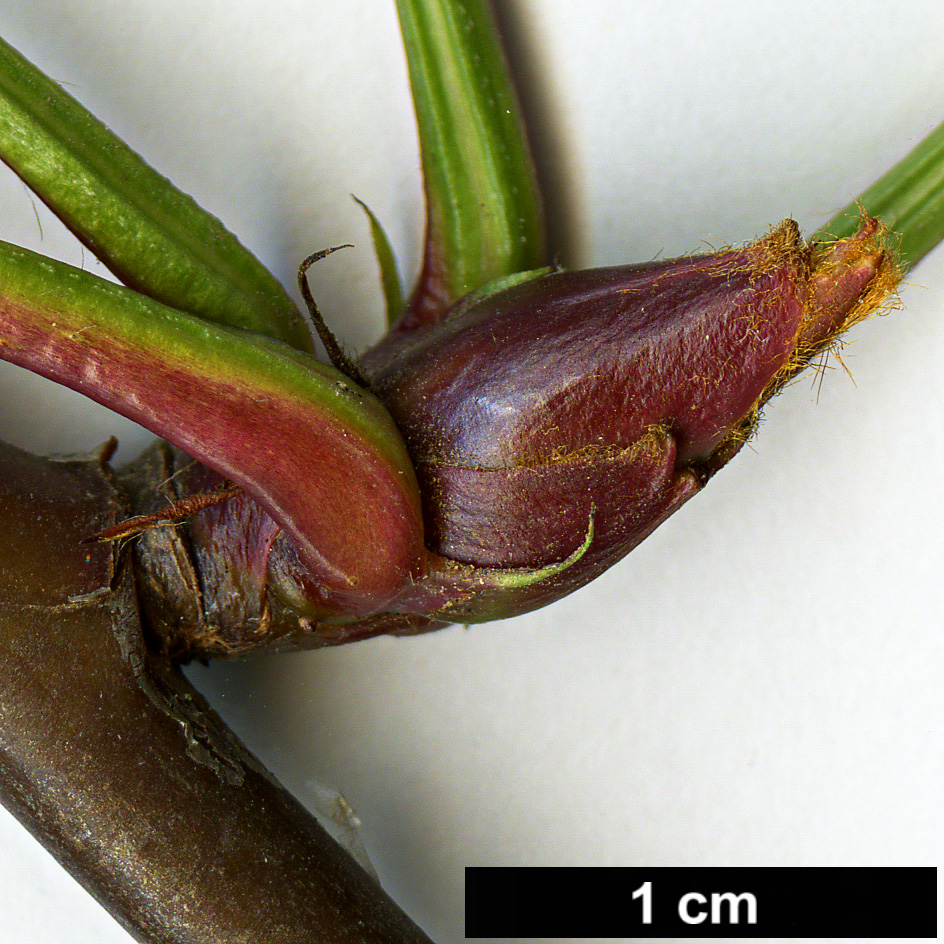 High resolution image: Family: Rosaceae - Genus: Sorbus - Taxon: rosea