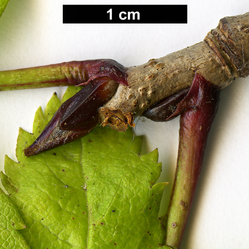High resolution image: Family: Rosaceae - Genus: Sorbus - Taxon: sambucifolia