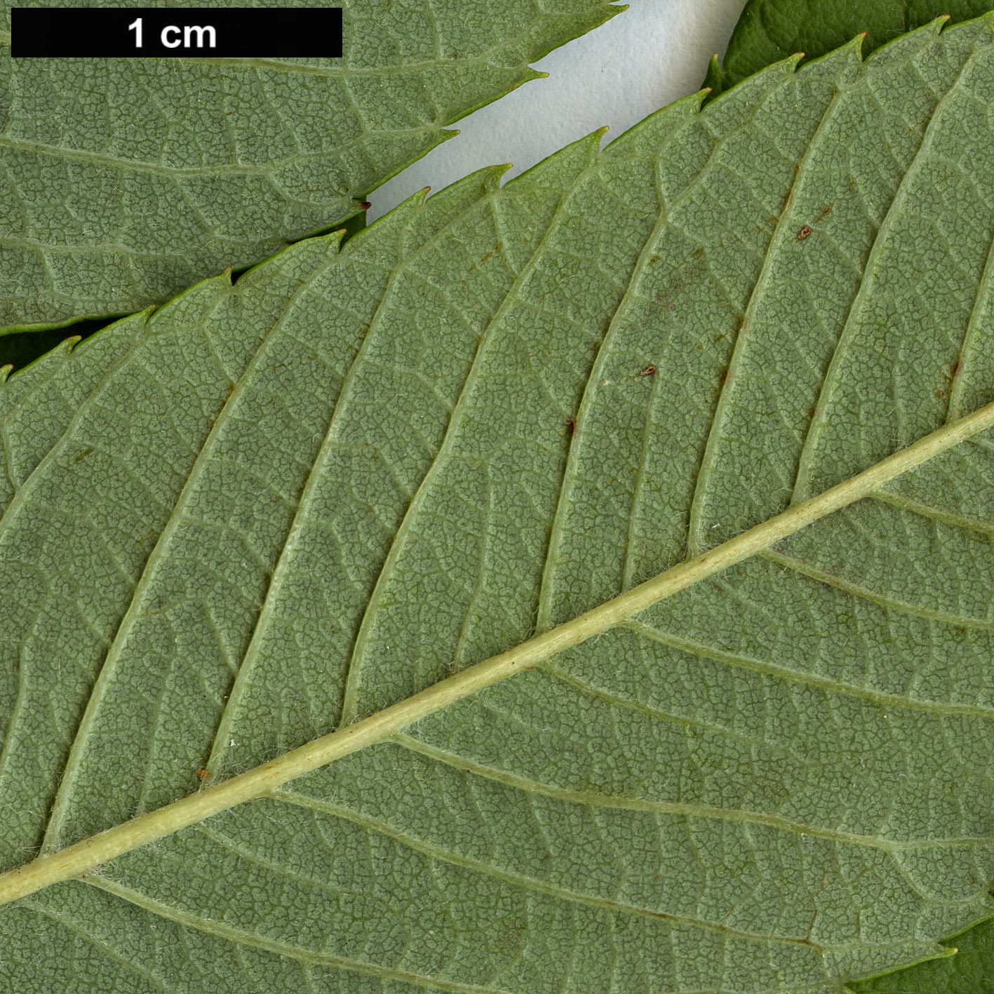 High resolution image: Family: Rosaceae - Genus: Sorbus - Taxon: sargentiana