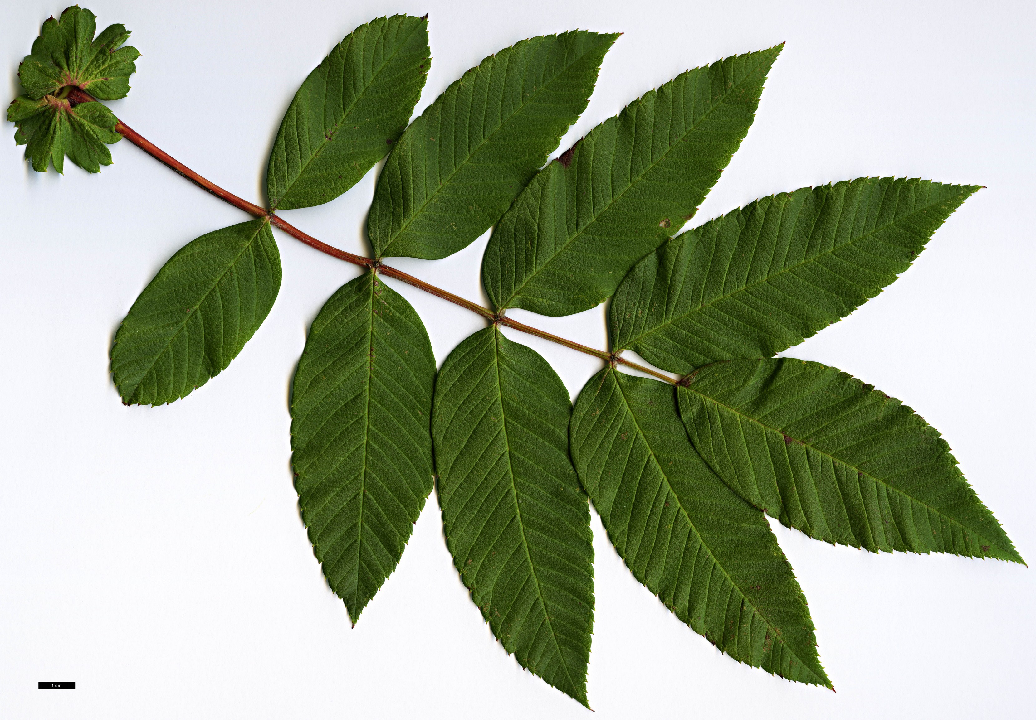 High resolution image: Family: Rosaceae - Genus: Sorbus - Taxon: sargentiana