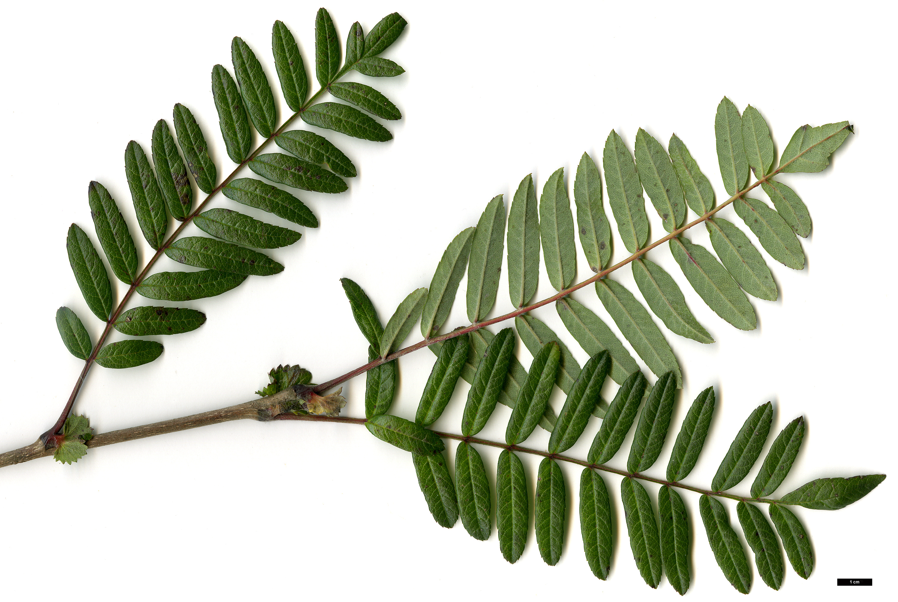 High resolution image: Family: Rosaceae - Genus: Sorbus - Taxon: scalaris