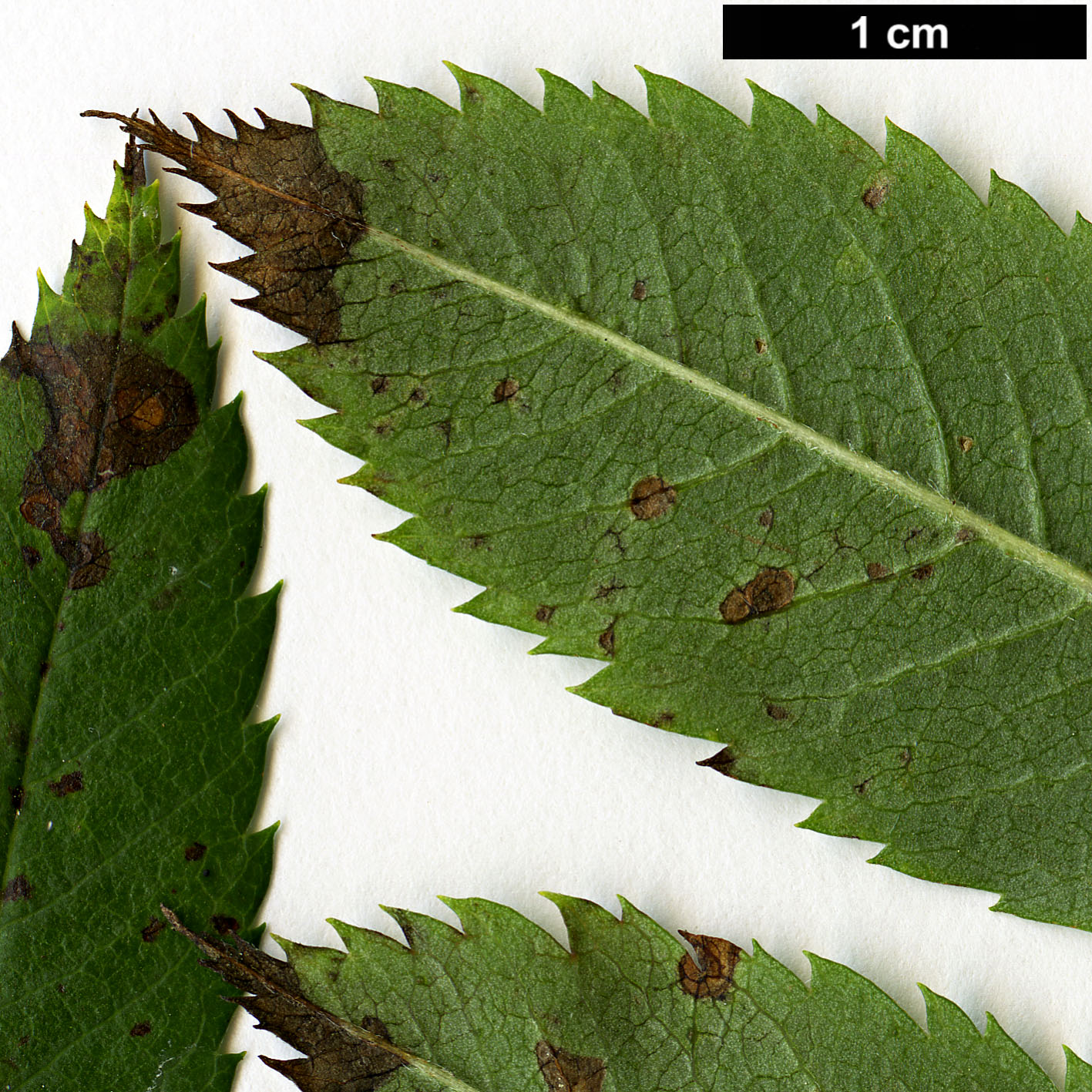 High resolution image: Family: Rosaceae - Genus: Sorbus - Taxon: scopulina