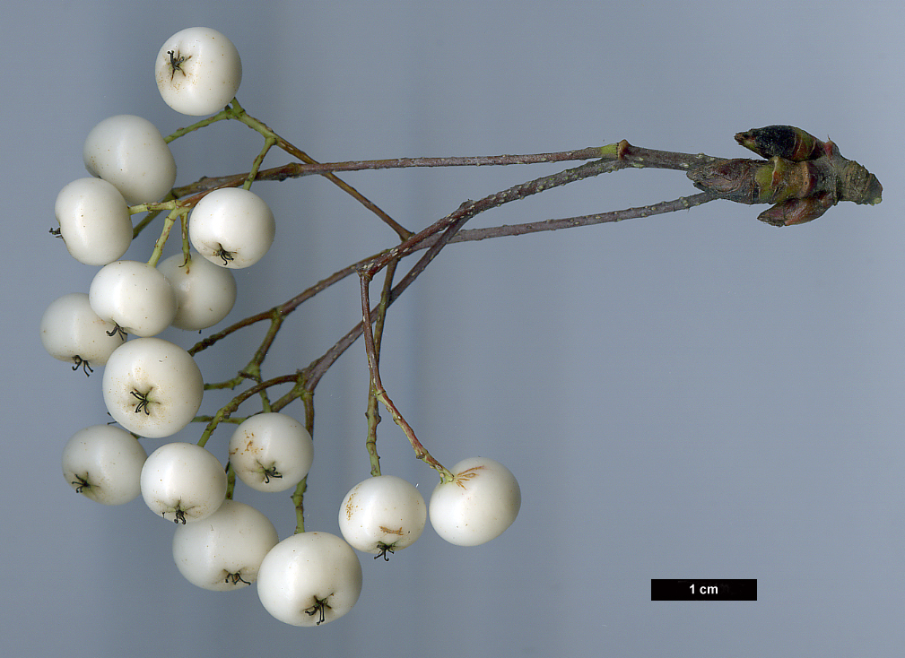 High resolution image: Family: Rosaceae - Genus: Sorbus - Taxon: setschwanensis