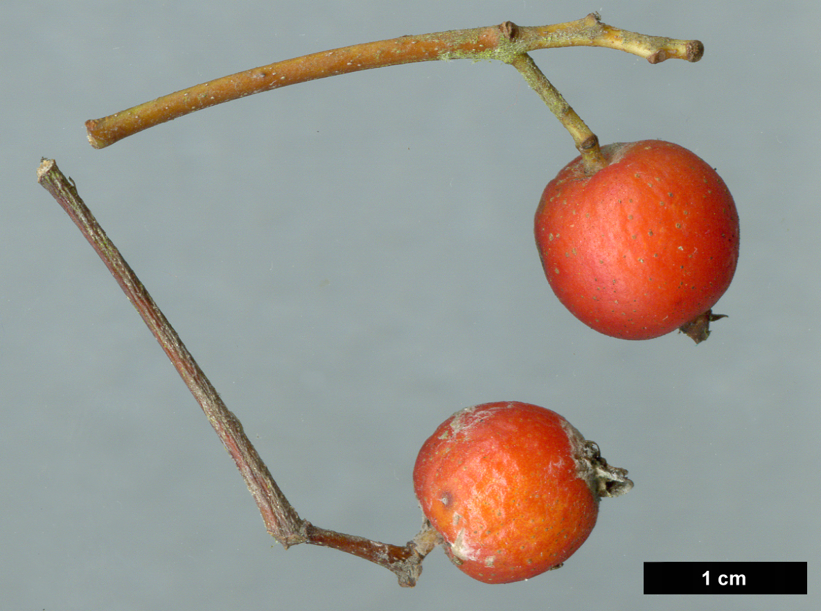 High resolution image: Family: Rosaceae - Genus: Sorbus - Taxon: simonkaiana