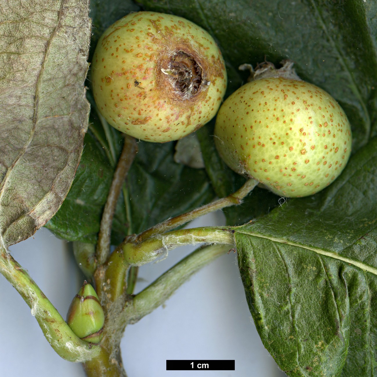 High resolution image: Family: Rosaceae - Genus: Sorbus - Taxon: vestita