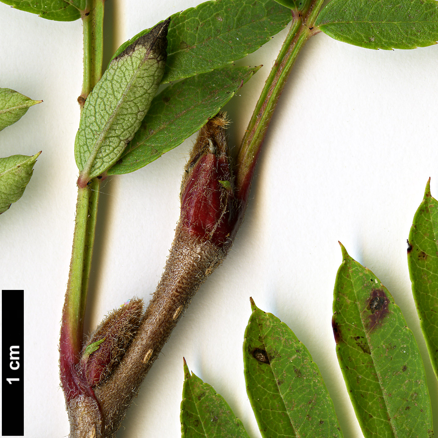 High resolution image: Family: Rosaceae - Genus: Sorbus - Taxon: vilmorinii