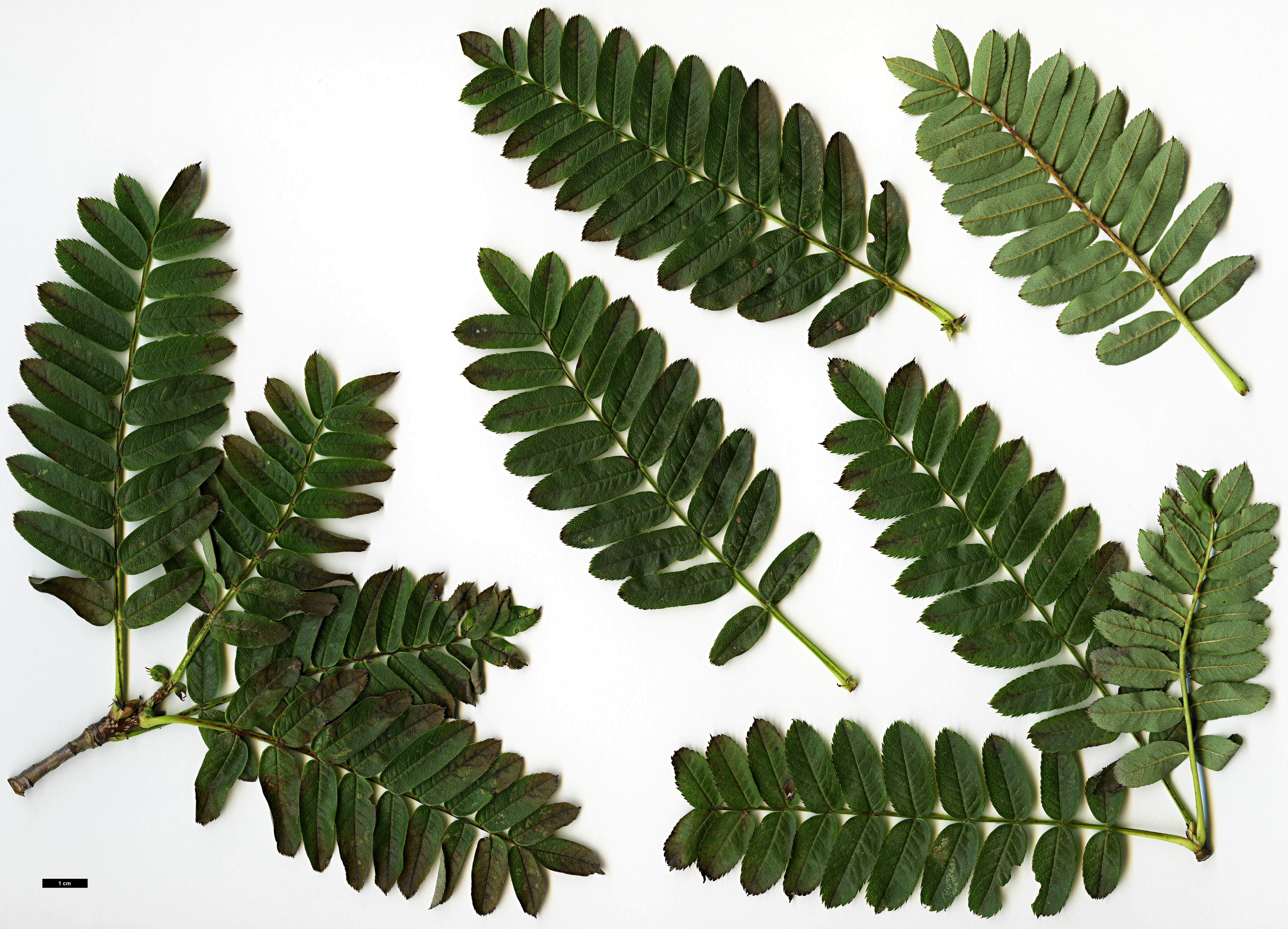 High resolution image: Family: Rosaceae - Genus: Sorbus - Taxon: zayuensis