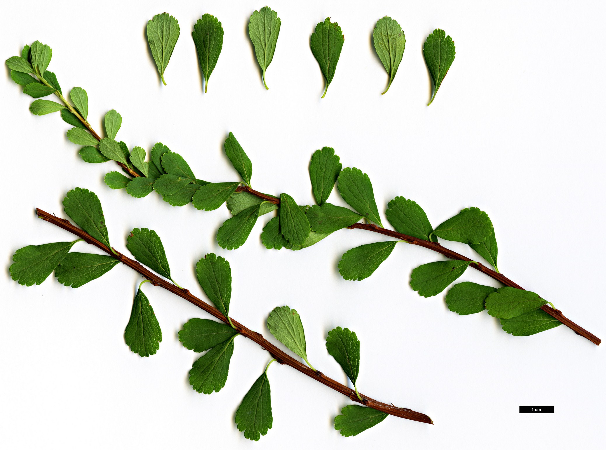 High resolution image: Family: Rosaceae - Genus: Spiraea - Taxon: arcuata