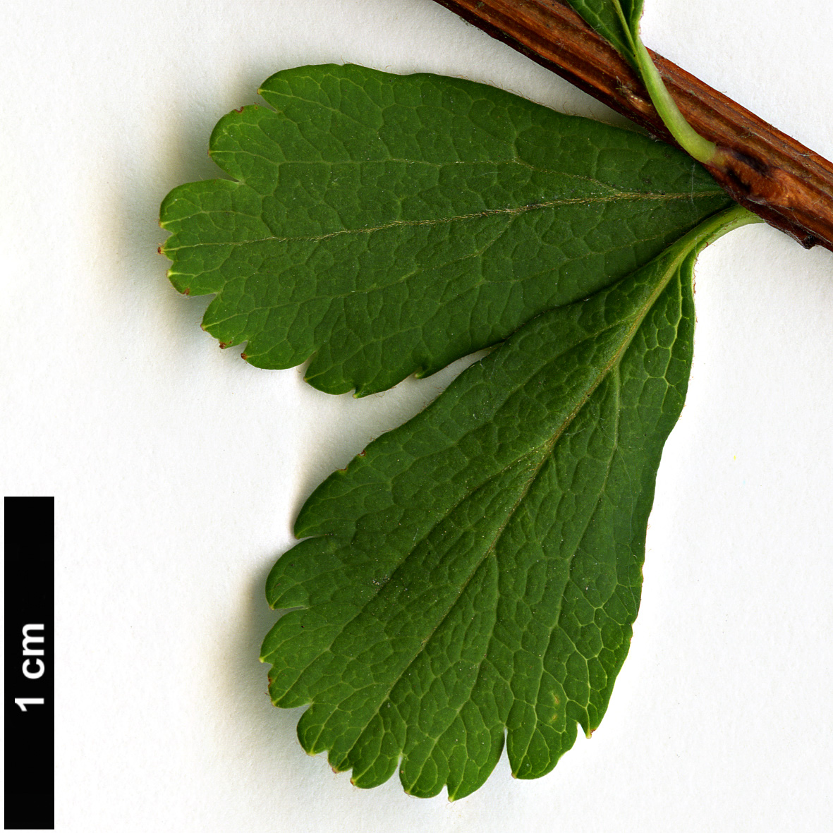 High resolution image: Family: Rosaceae - Genus: Spiraea - Taxon: arcuata