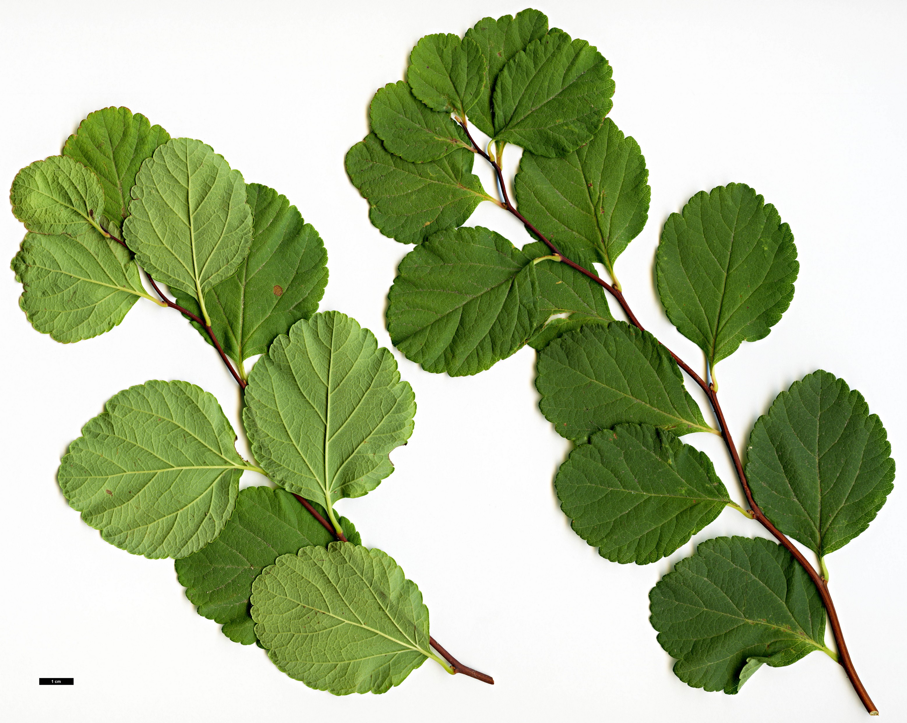 High resolution image: Family: Rosaceae - Genus: Spiraea - Taxon: betulifolia
