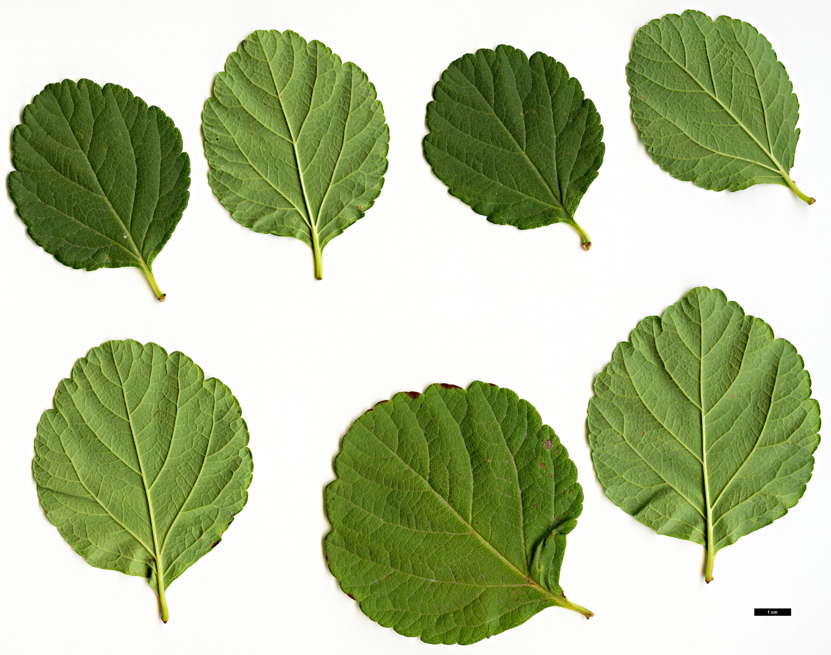 High resolution image: Family: Rosaceae - Genus: Spiraea - Taxon: betulifolia