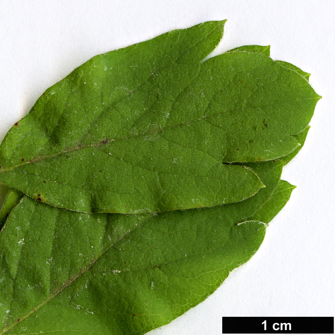 High resolution image: Family: Rosaceae - Genus: Spiraea - Taxon: media