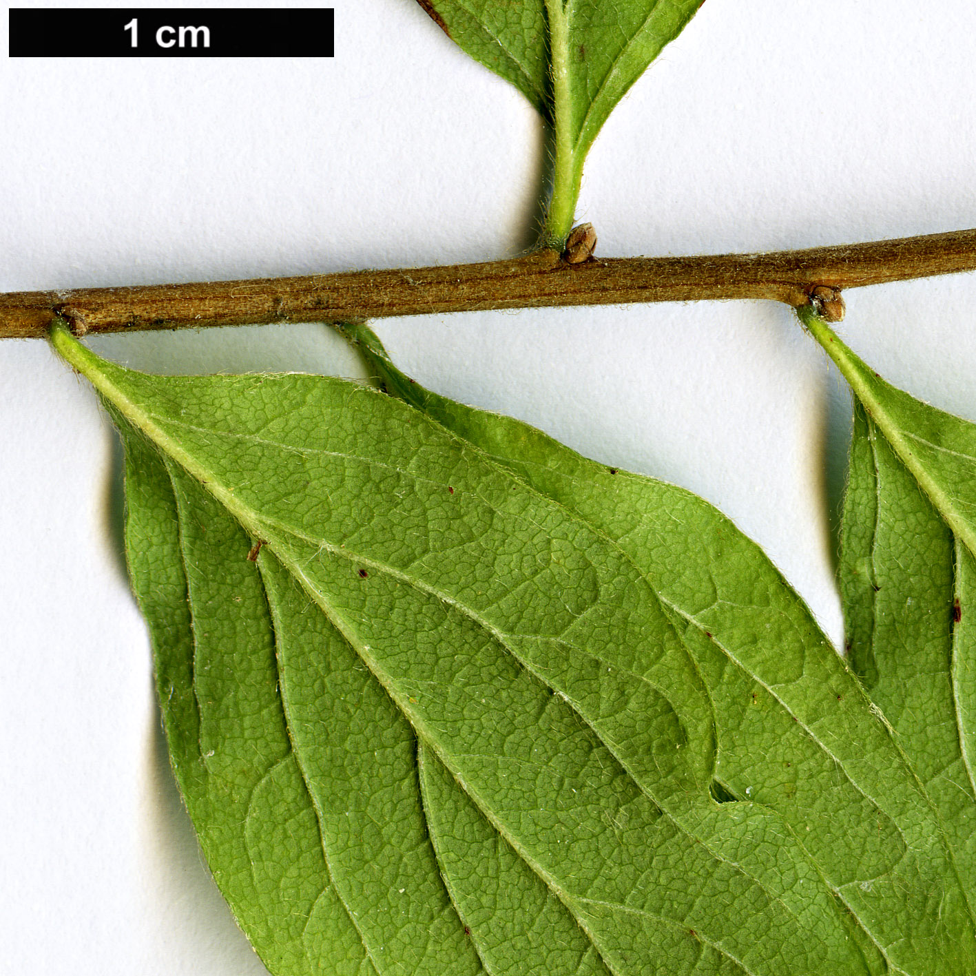 High resolution image: Family: Rosaceae - Genus: Spiraea - Taxon: media