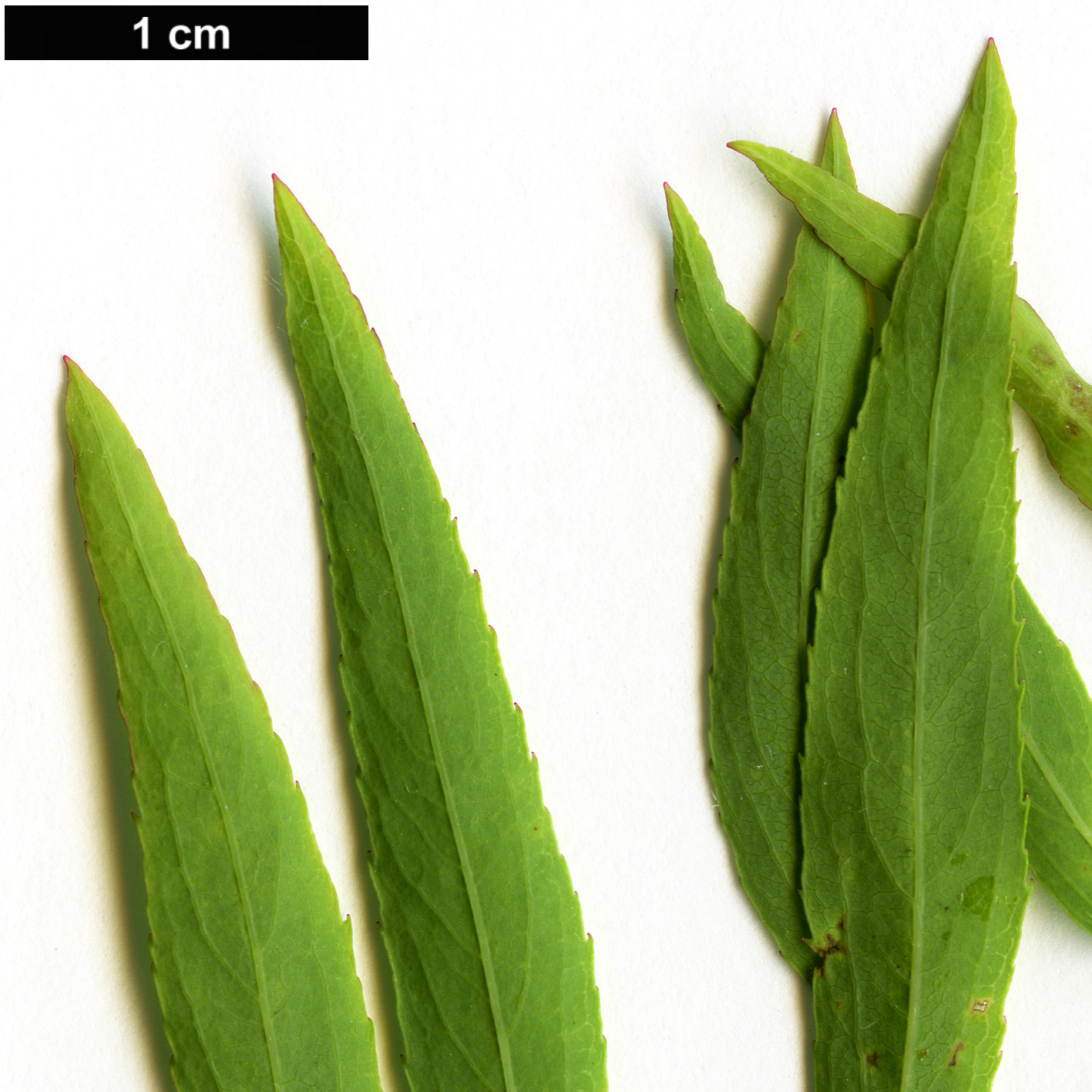 High resolution image: Family: Rosaceae - Genus: Spiraea - Taxon: thunbergii