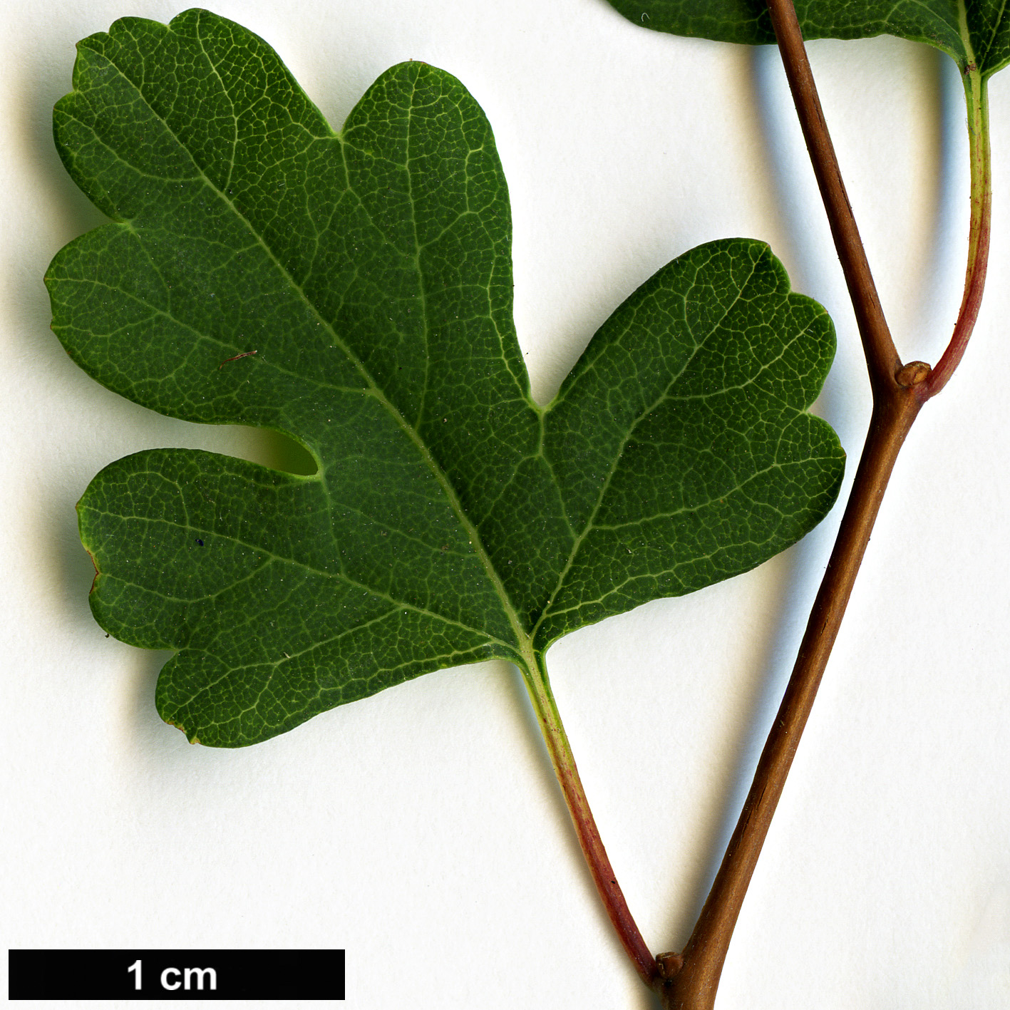 High resolution image: Family: Rosaceae - Genus: Spiraea - Taxon: trilobata