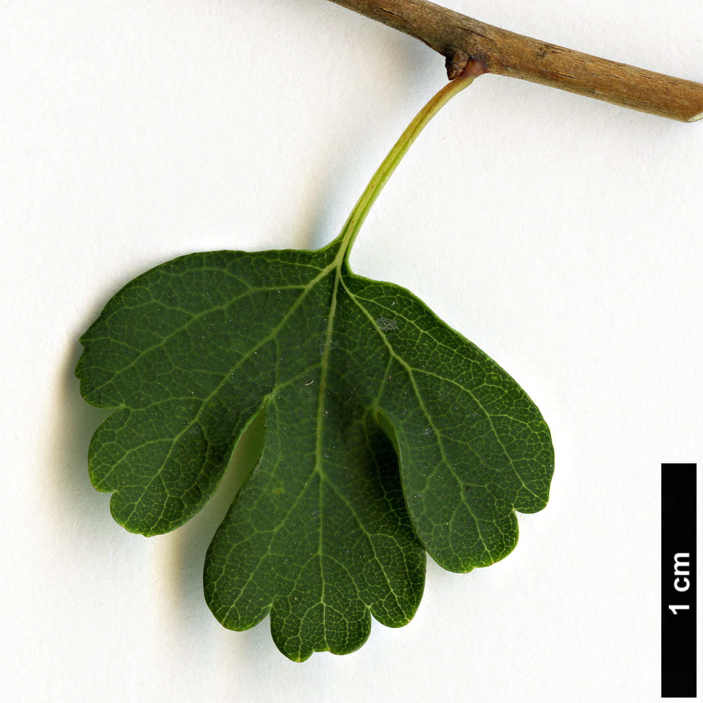 High resolution image: Family: Rosaceae - Genus: Spiraea - Taxon: trilobata
