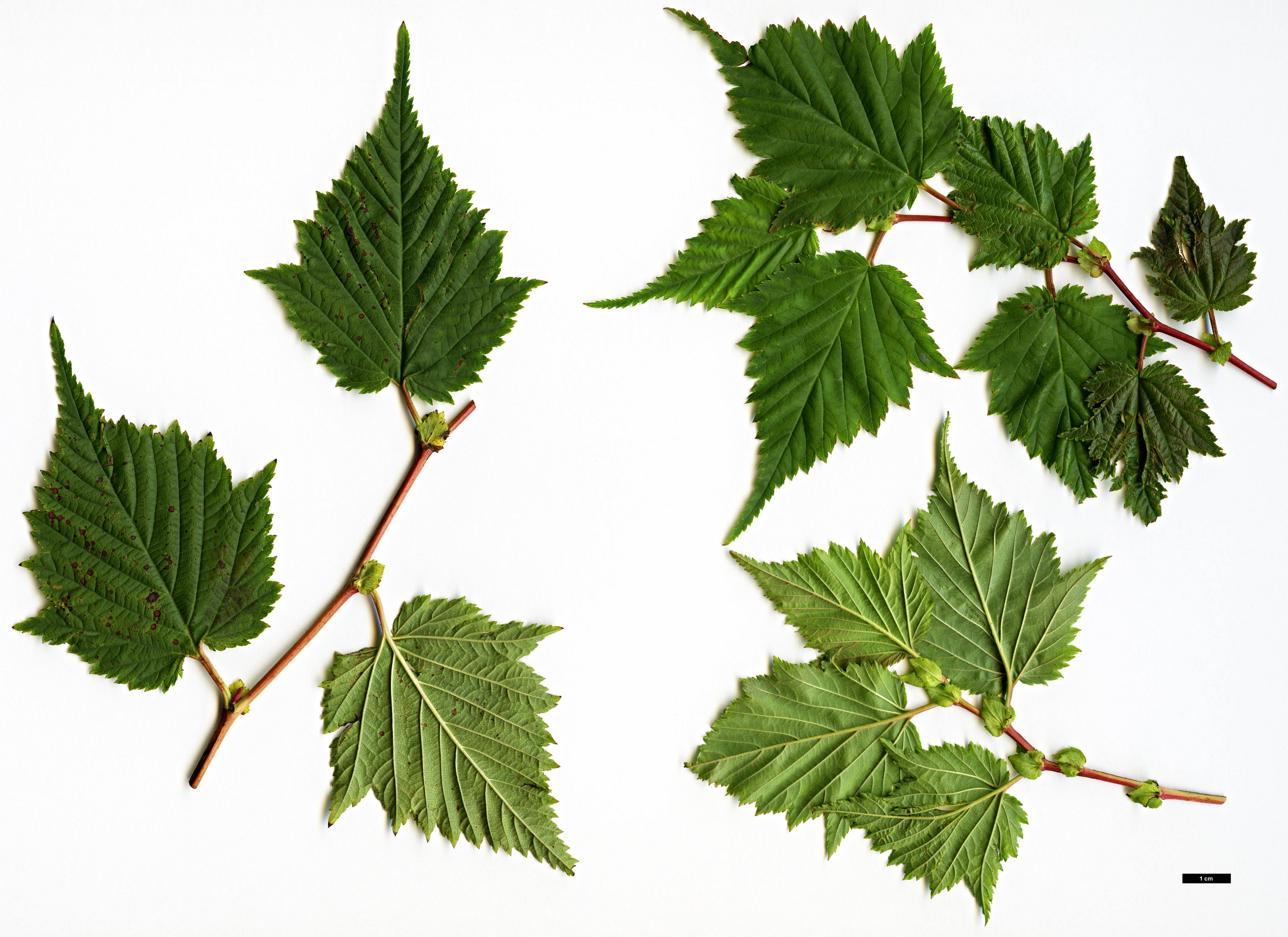High resolution image: Family: Rosaceae - Genus: Stephanandra - Taxon: tanakae