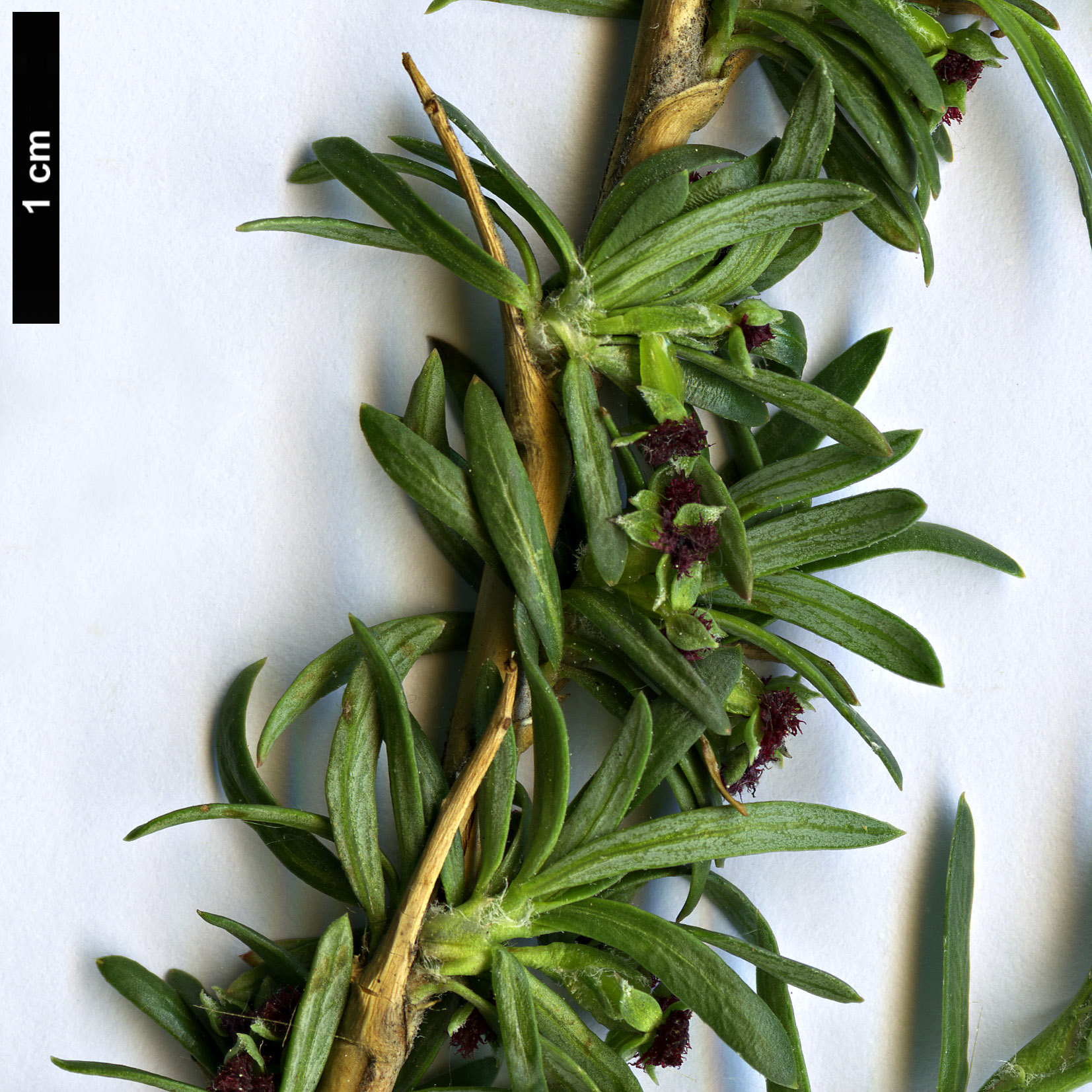 High resolution image: Family: Rosaceae - Genus: Tetraglochin - Taxon: alatum