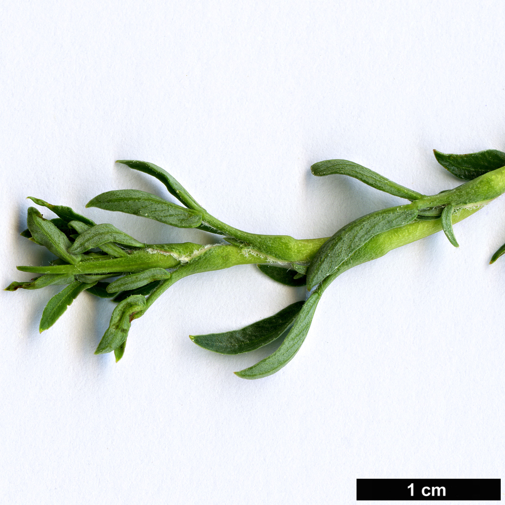 High resolution image: Family: Rosaceae - Genus: Tetraglochin - Taxon: alatum