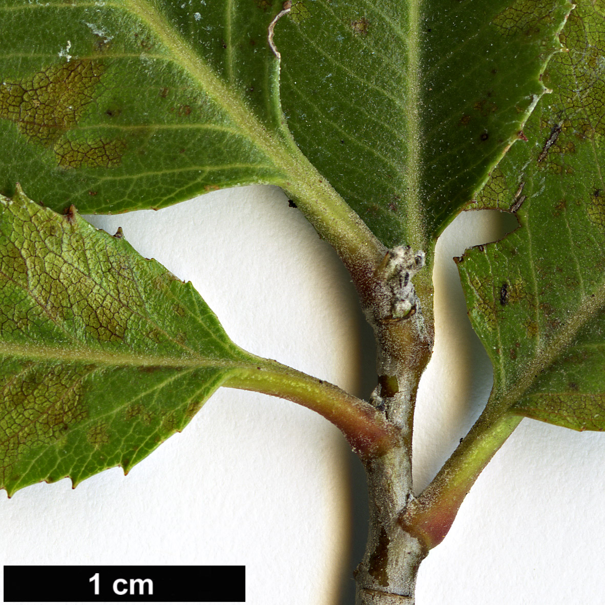 High resolution image: Family: Rosaceae - Genus: Vauquelinia - Taxon: californica