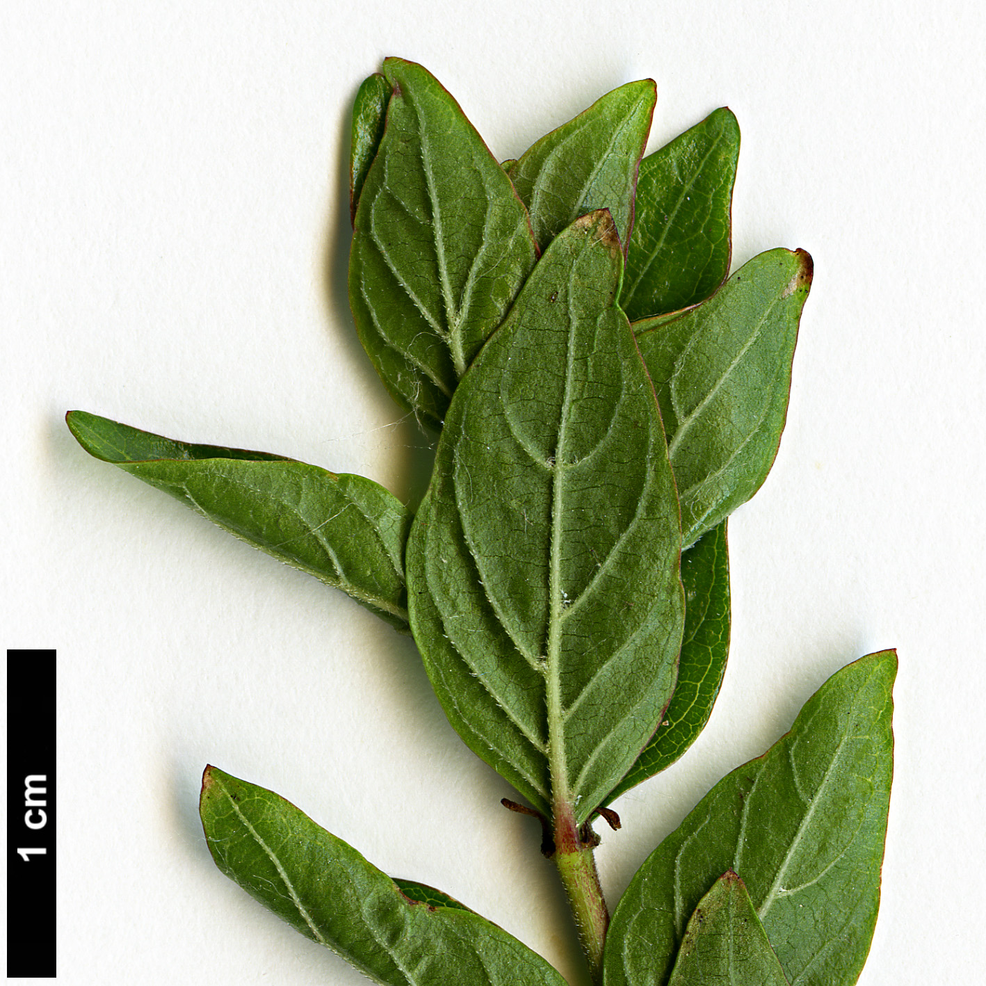 High resolution image: Family: Rubiaceae - Genus: Adina - Taxon: rubella