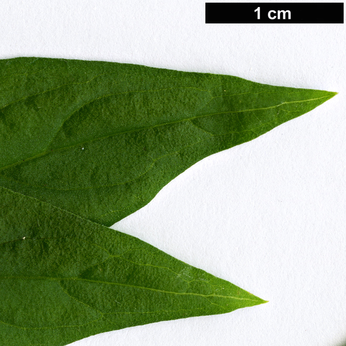 High resolution image: Family: Rubiaceae - Genus: Bouvardia - Taxon: ternifolia