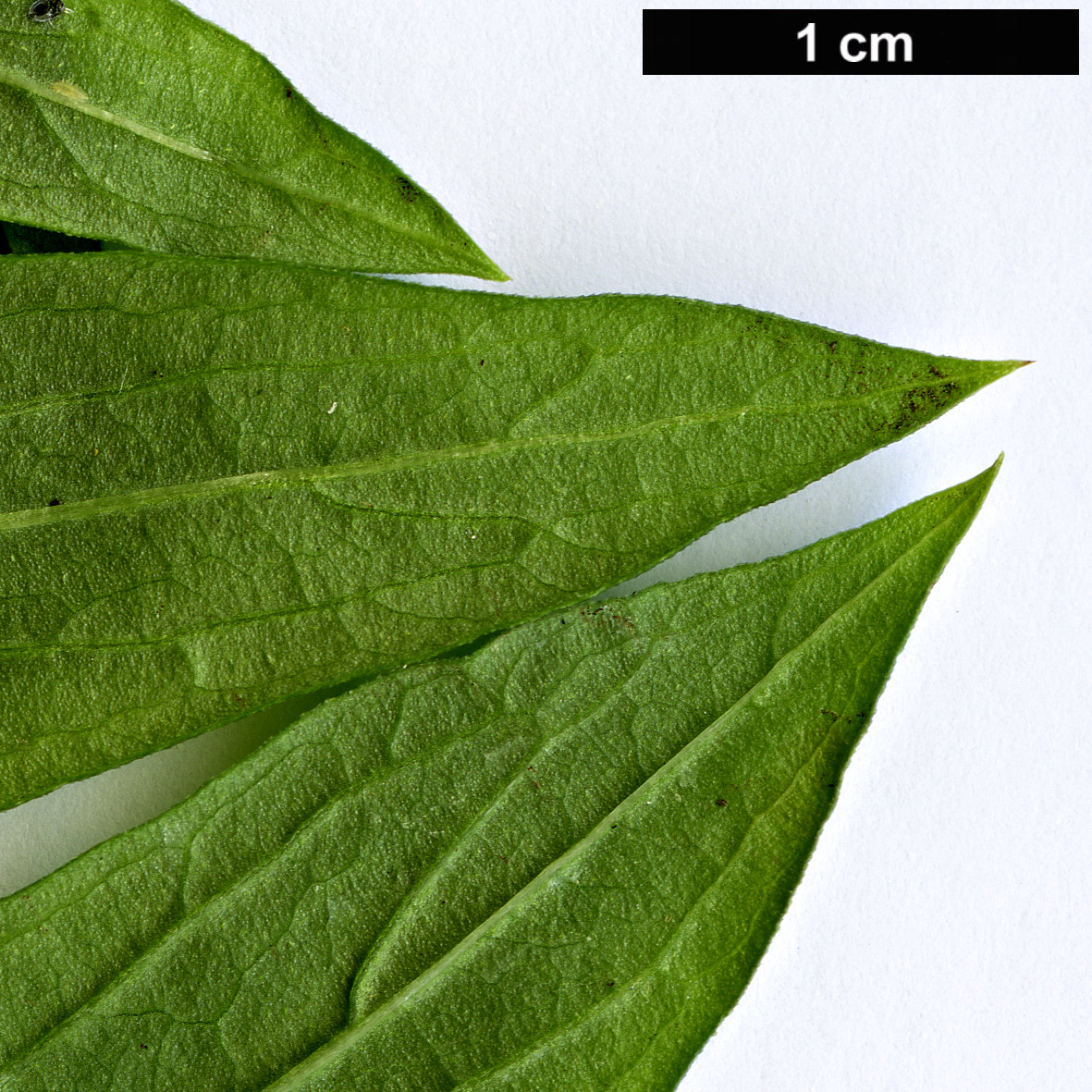 High resolution image: Family: Rubiaceae - Genus: Bouvardia - Taxon: ternifolia