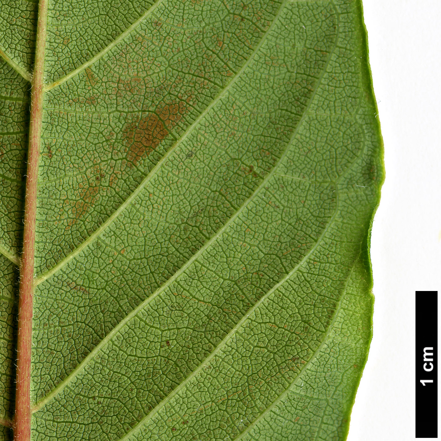High resolution image: Family: Rubiaceae - Genus: Cephalanthus - Taxon: occidentalis