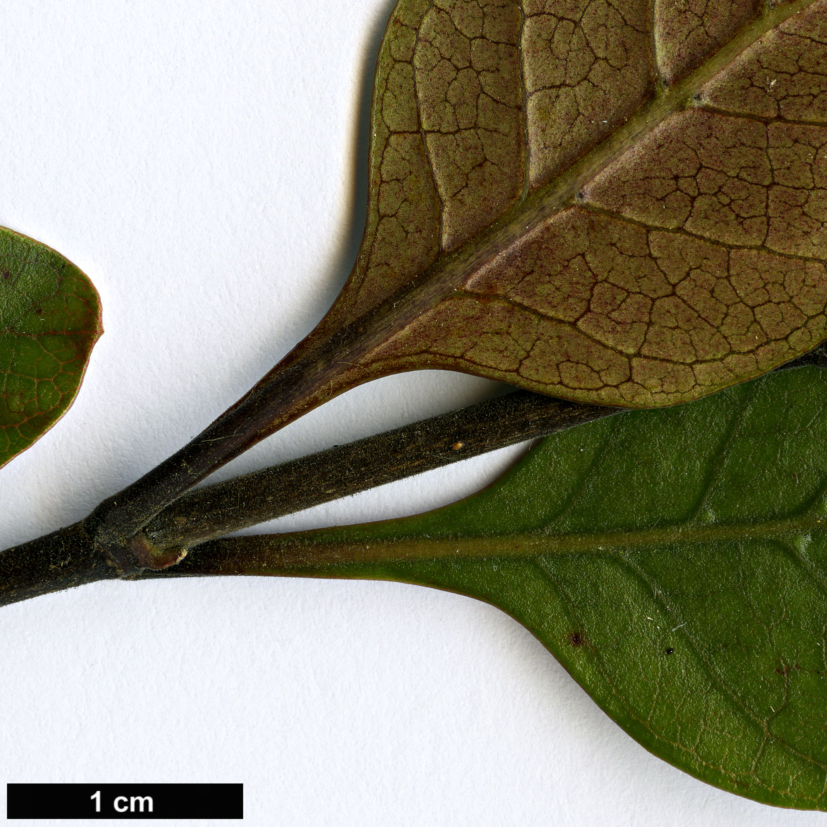 High resolution image: Family: Rubiaceae - Genus: Coprosma - Taxon: arborea - SpeciesSub: 'Purpurea'