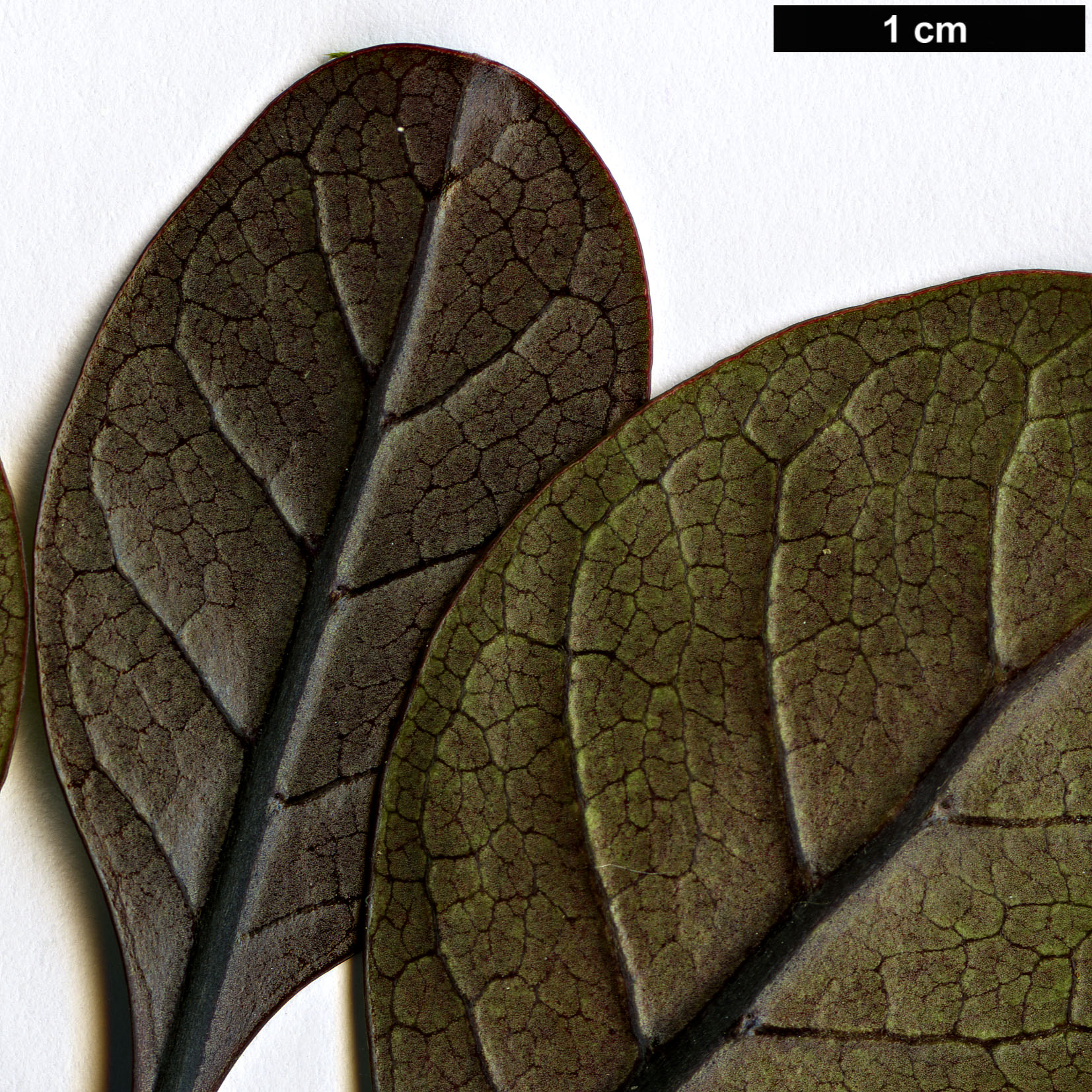 High resolution image: Family: Rubiaceae - Genus: Coprosma - Taxon: arborea - SpeciesSub: 'Purpurea'