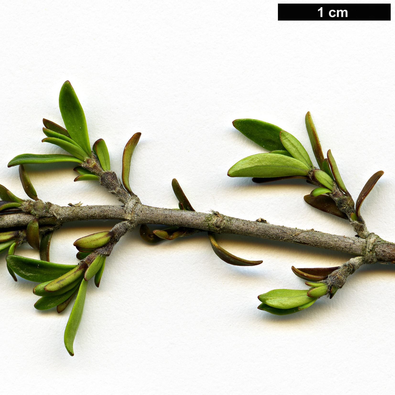 High resolution image: Family: Rubiaceae - Genus: Coprosma - Taxon: cheesemanii