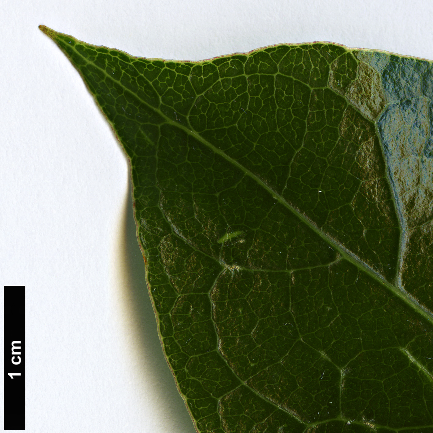 High resolution image: Family: Rubiaceae - Genus: Coprosma - Taxon: lucida