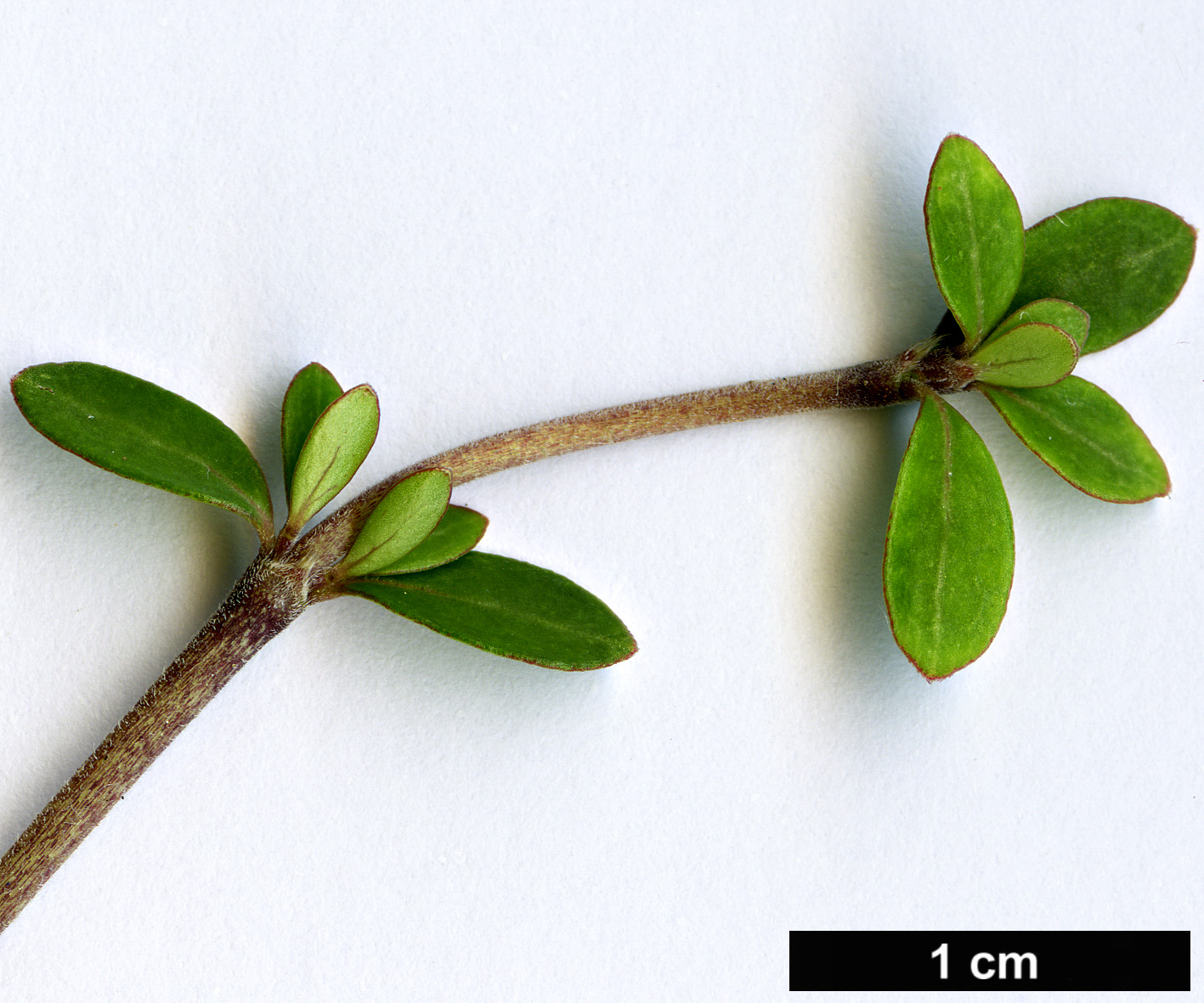 High resolution image: Family: Rubiaceae - Genus: Coprosma - Taxon: parviflora