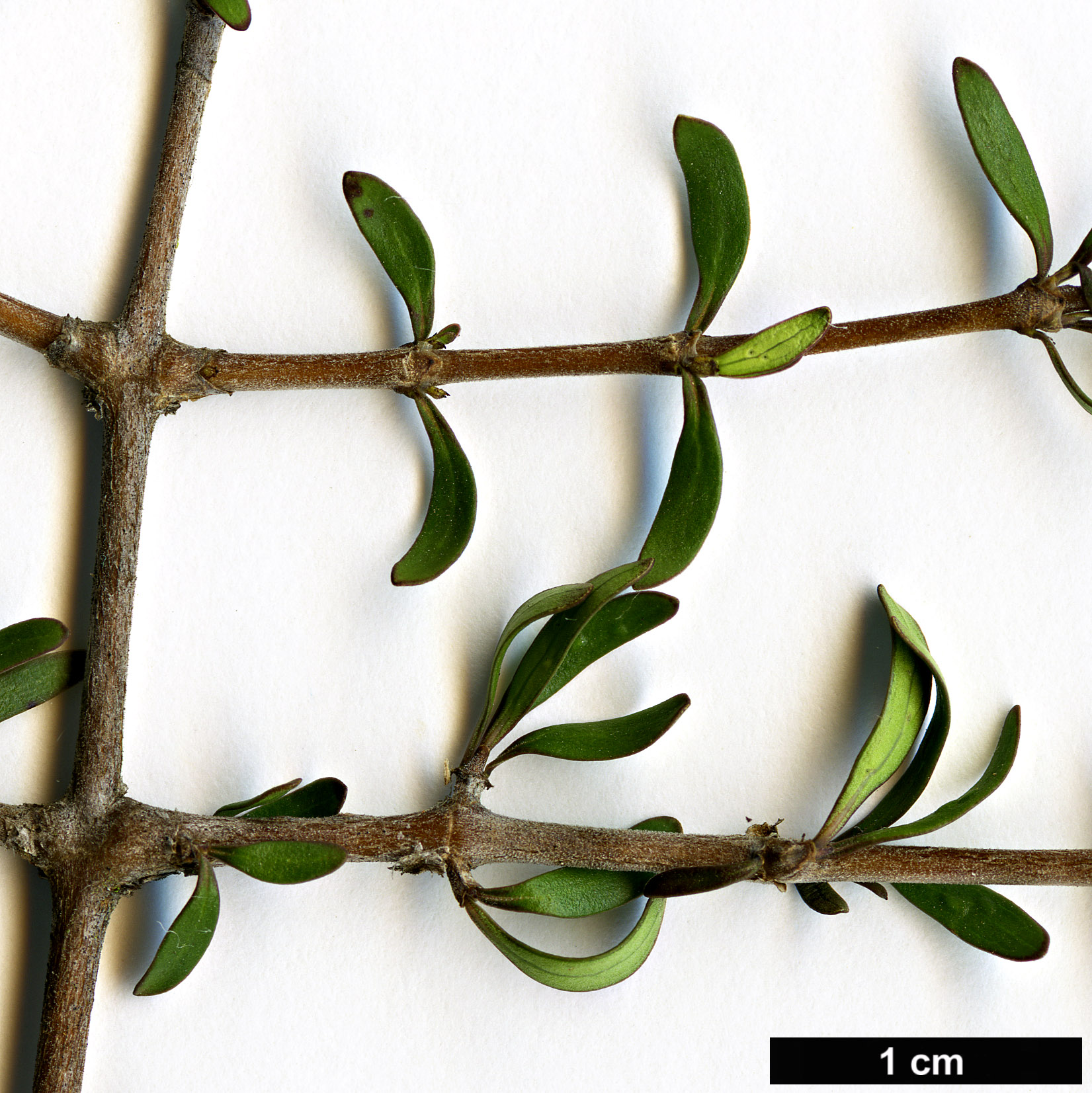 High resolution image: Family: Rubiaceae - Genus: Coprosma - Taxon: propinqua