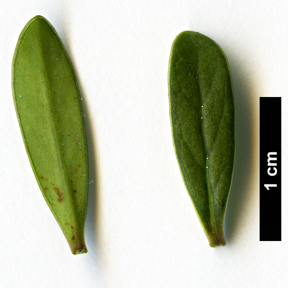 High resolution image: Family: Rubiaceae - Genus: Coprosma - Taxon: pseudocuneata