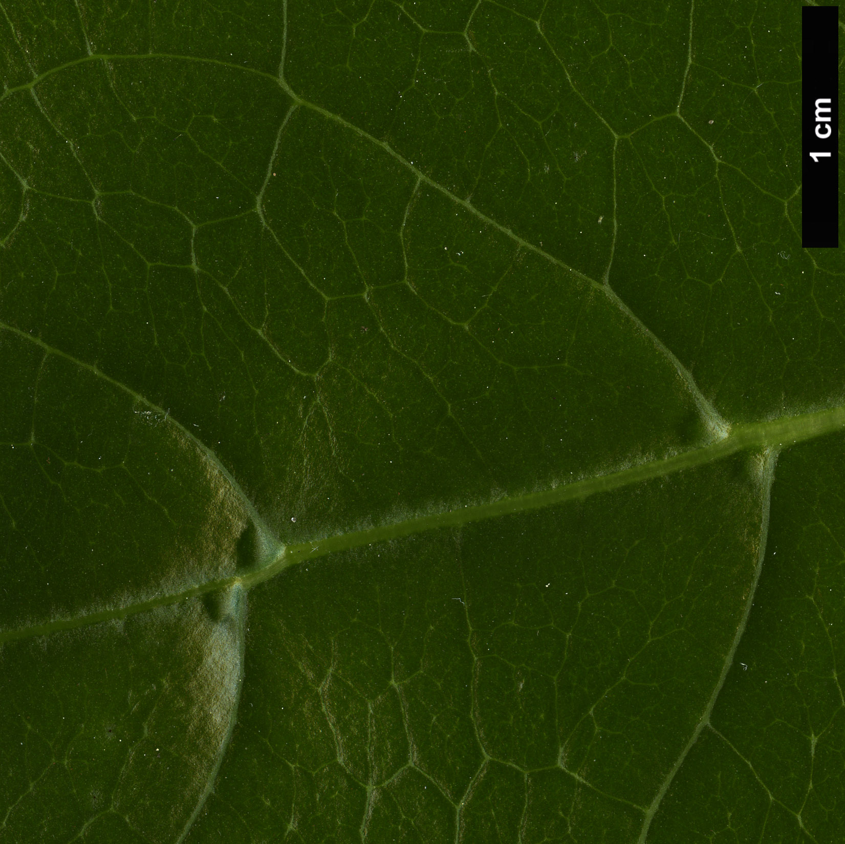 High resolution image: Family: Rubiaceae - Genus: Coprosma - Taxon: repens
